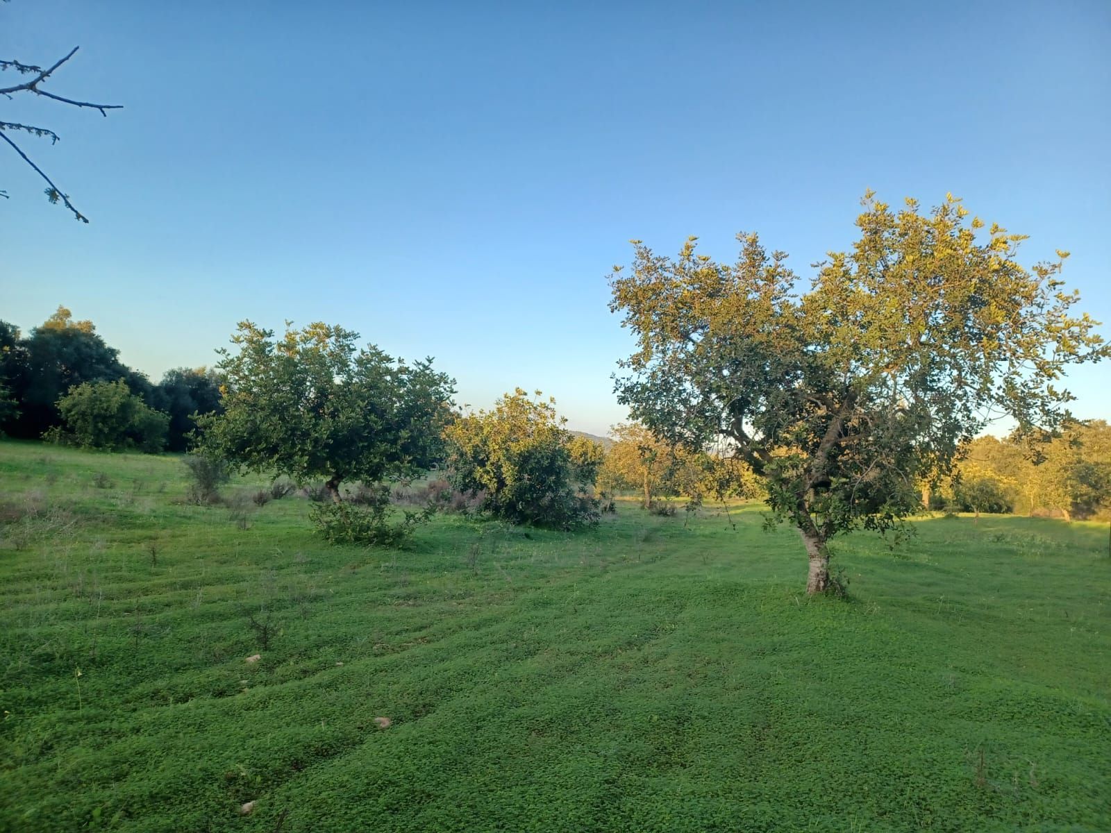 Felanitx